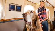 Pet-friendly private jet firm aims to make travel with dogs and cats easier: 'Cost is comparable'